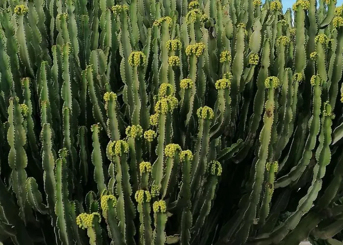 Mit Whirlpool By Interhome 펜션 플라야블랑카